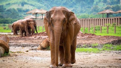 Elephant Nature Park: Keşfedilmeyi Bekleyen Bir Hayvan Cenneti!